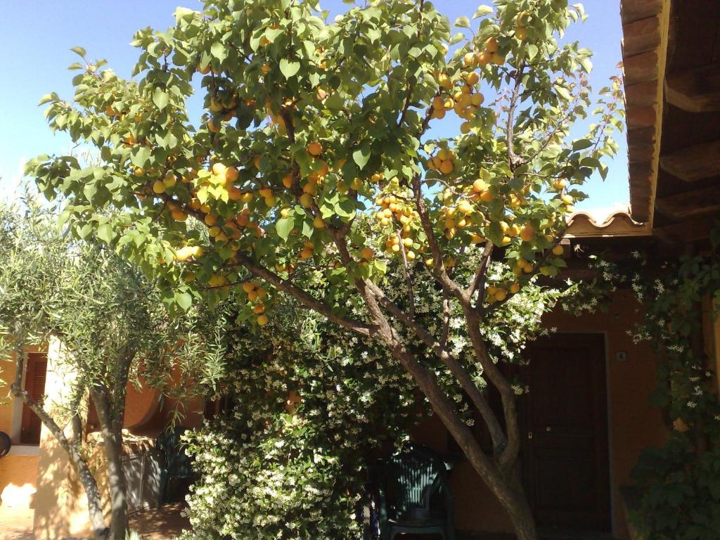 Residence La Pineta Budoni Δωμάτιο φωτογραφία